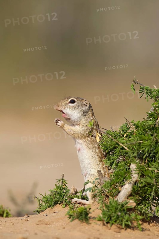 Mexican mexican ground squirrel
