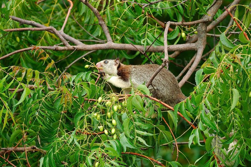 Grizzled giant squirrel