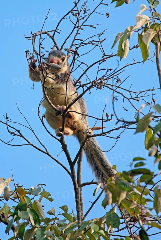 Grizzled giant squirrel