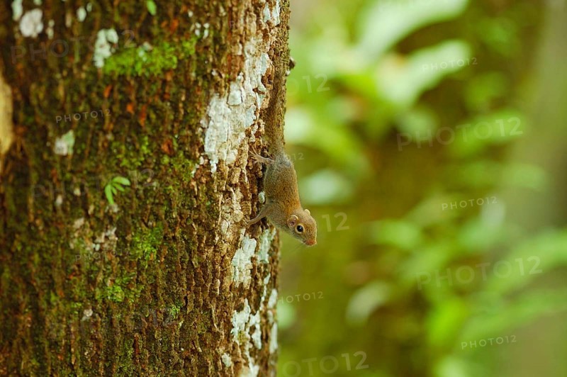 Least pygmy squirrel