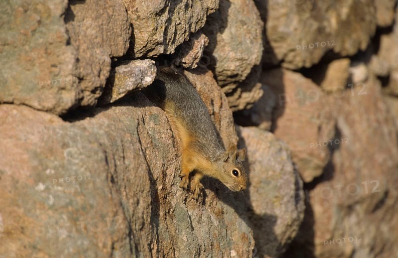 Caucasian squirrel