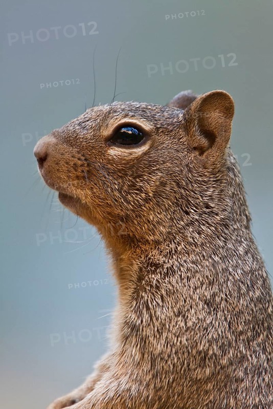 Rock squirrel