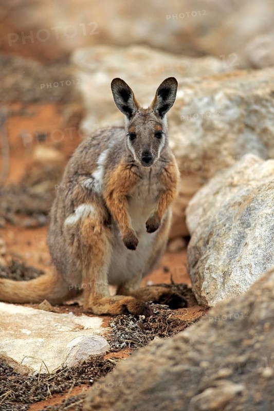 Yellow-footed rock-wallaby
