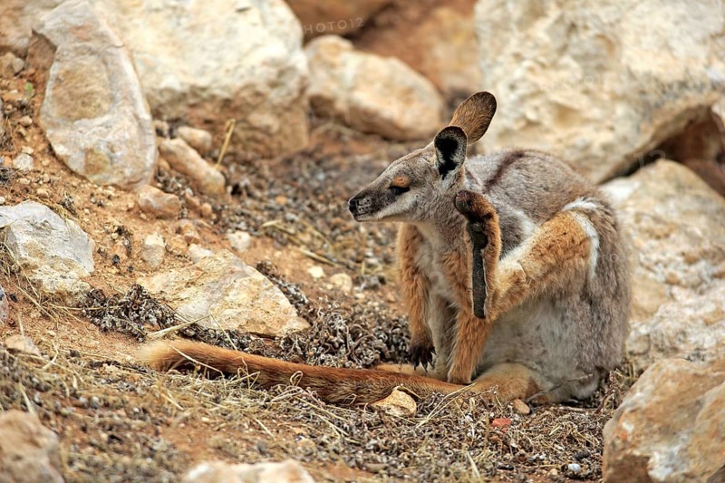 Yellow-footed rock-wallaby
