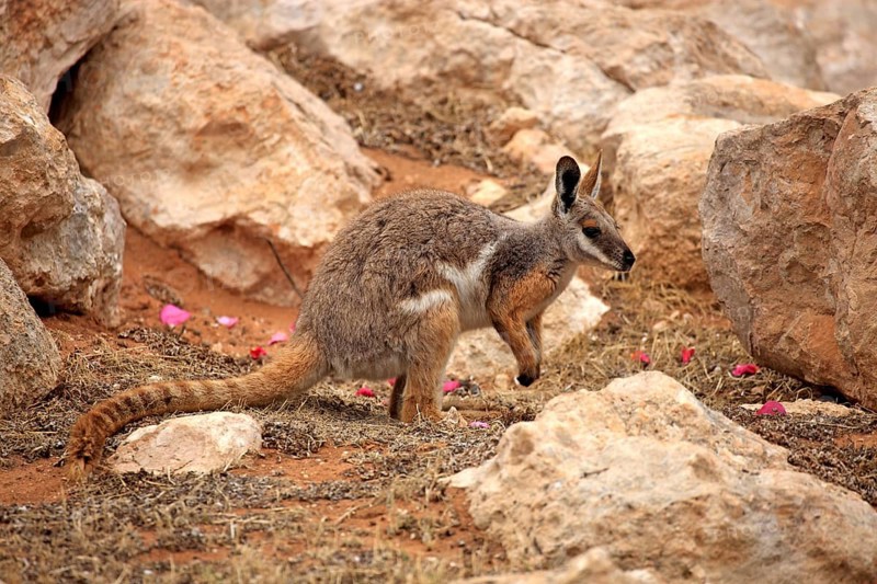 Yellow-footed rock-wallaby