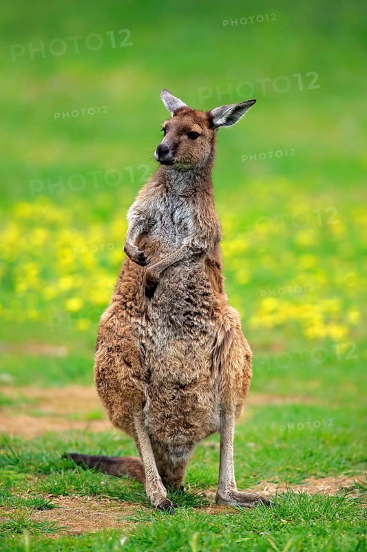 Kangaroo island grey kangaroo