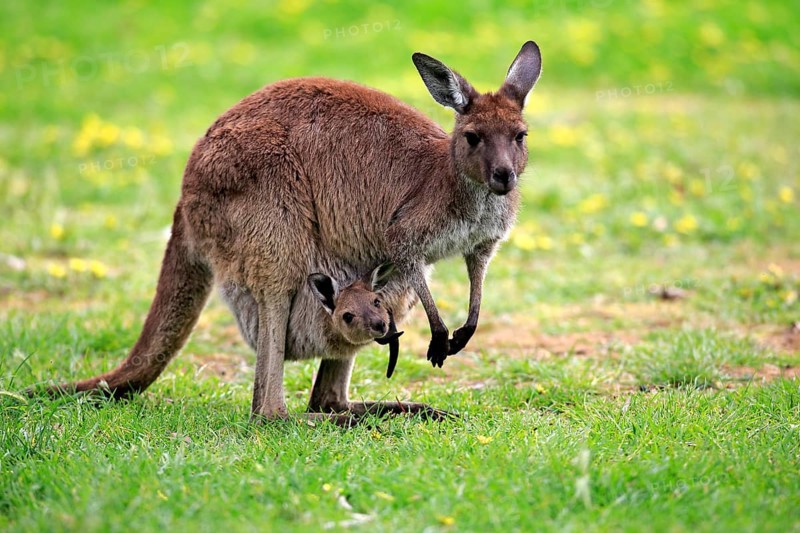 Kangaroo on Kangaroo Island