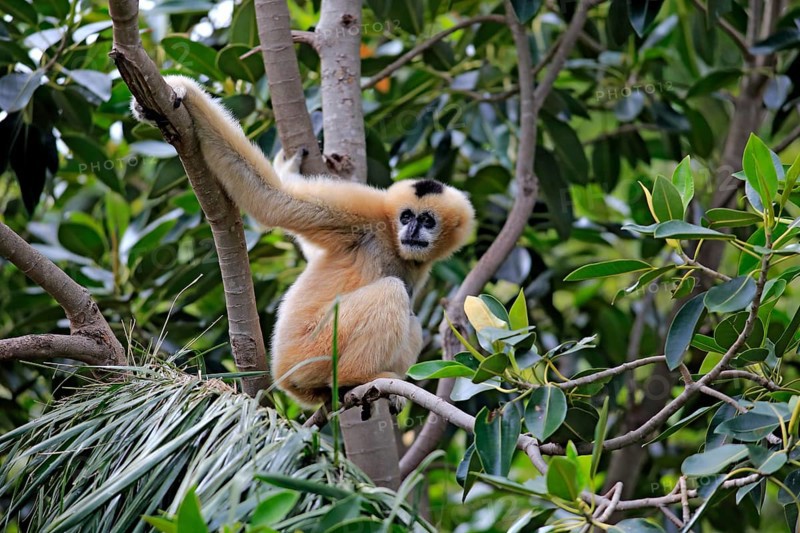 Northern white-cheeked gibbon