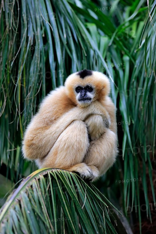 Northern white-cheeked gibbon