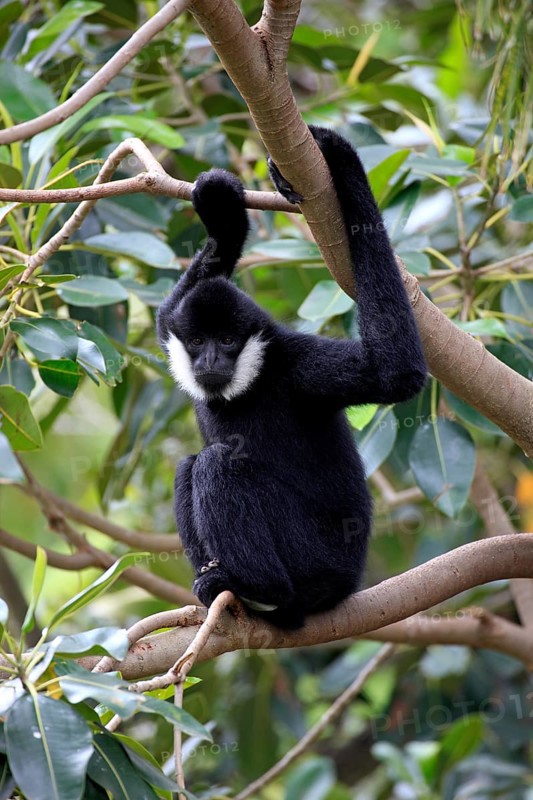 Northern white-cheeked gibbon