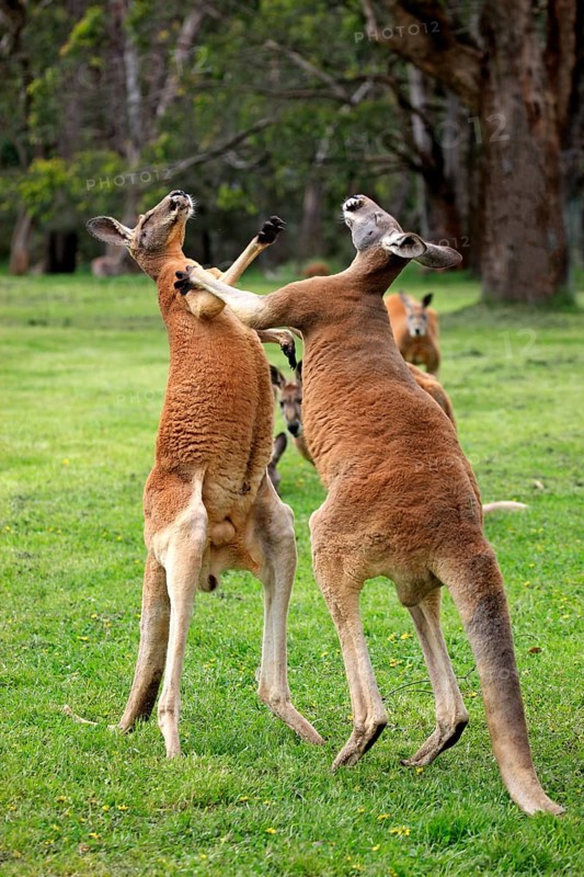 Red kangaroo