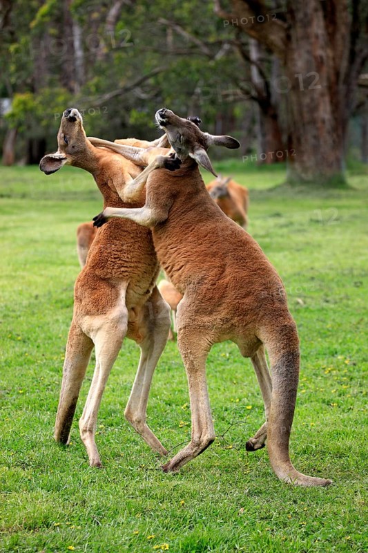 Red kangaroo