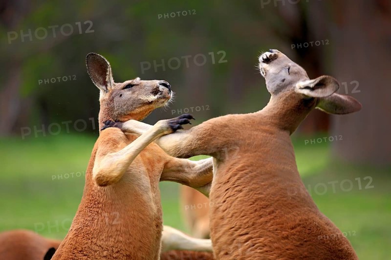 Red kangaroo