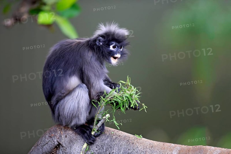 Dusky leaf monkey