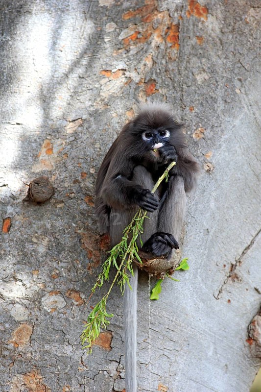 Dusky leaf monkey