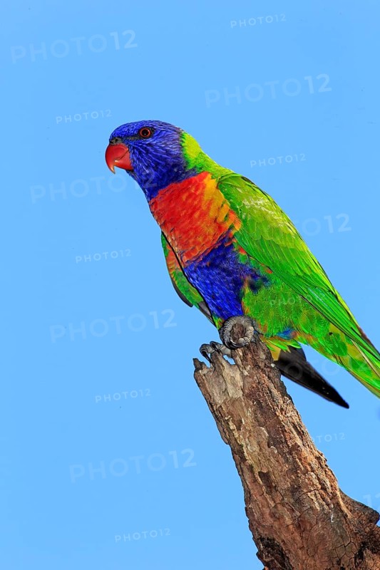 Coconut lorikeet