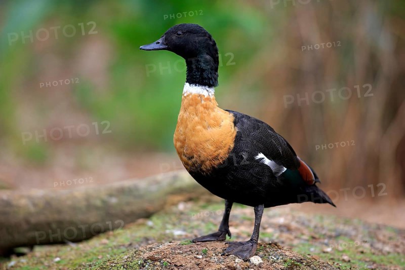 Australian shelduck