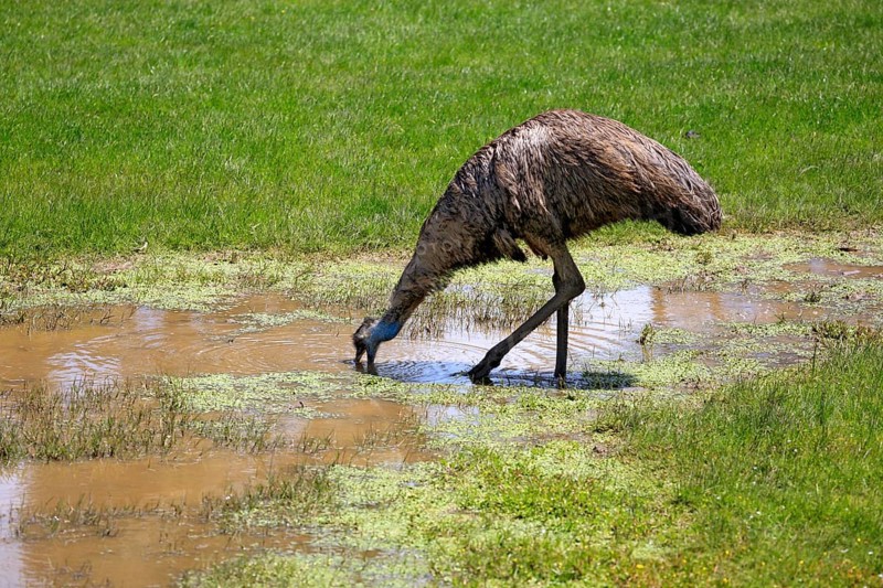 Emu