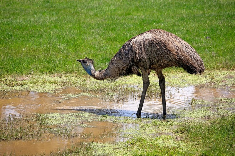 Emu