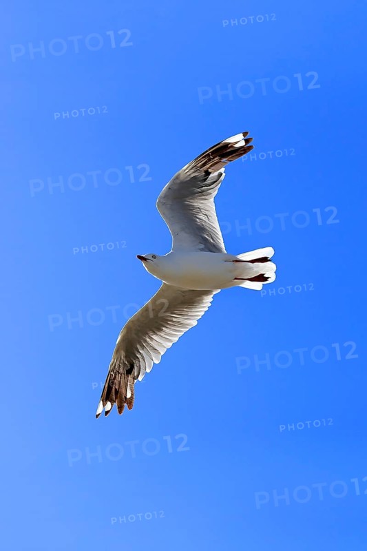 Silver gull