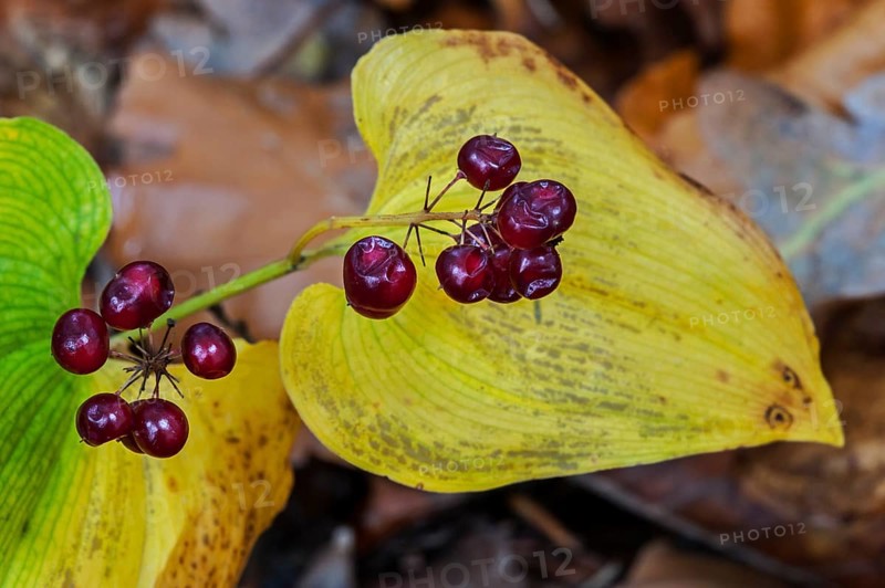 False lily of the valley
