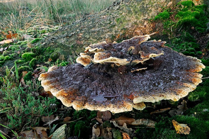 Velvet-top fungus