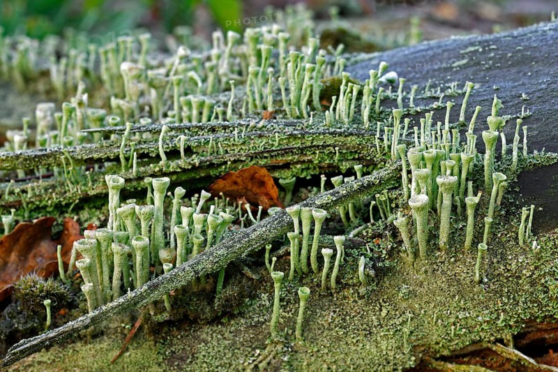 (Cladonia fimbriata) lichen