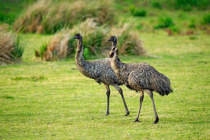 Emu