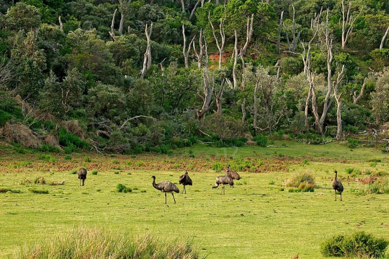 Emu