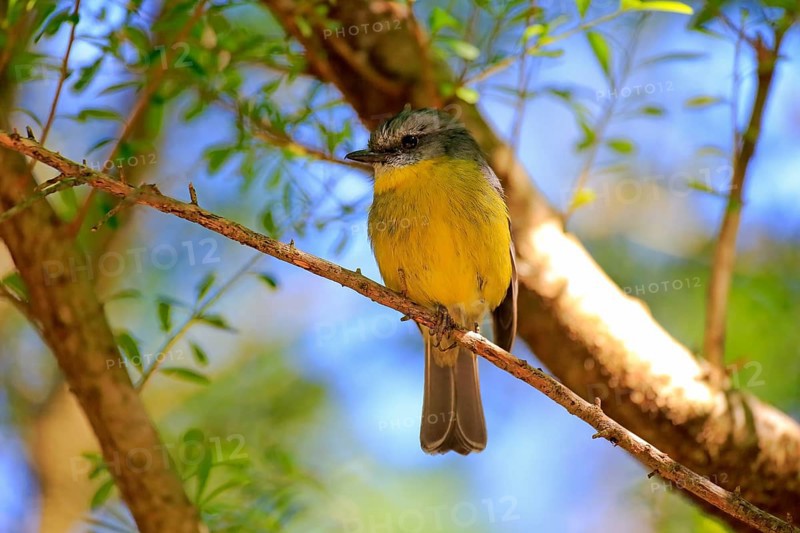 Yellow-bellied Flycatcher