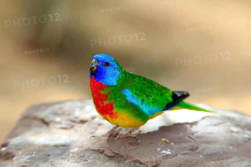 Scarlet-breasted Parrot