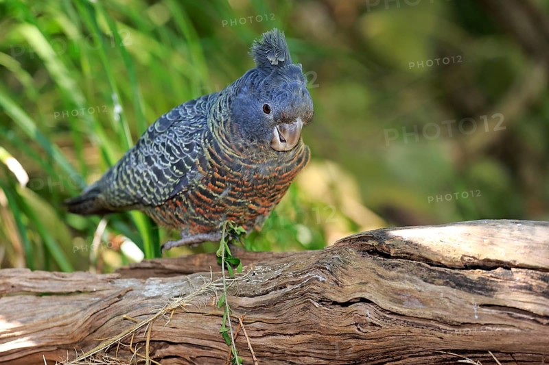 Gang-gang cockatoo