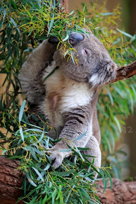 Koala
