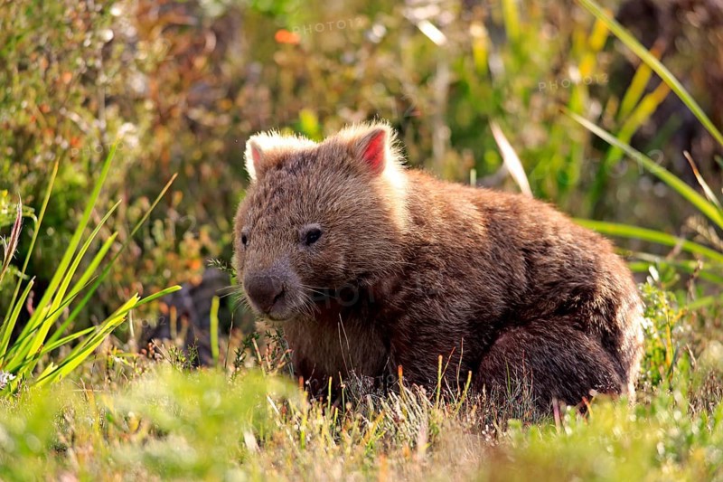 Common common wombat
