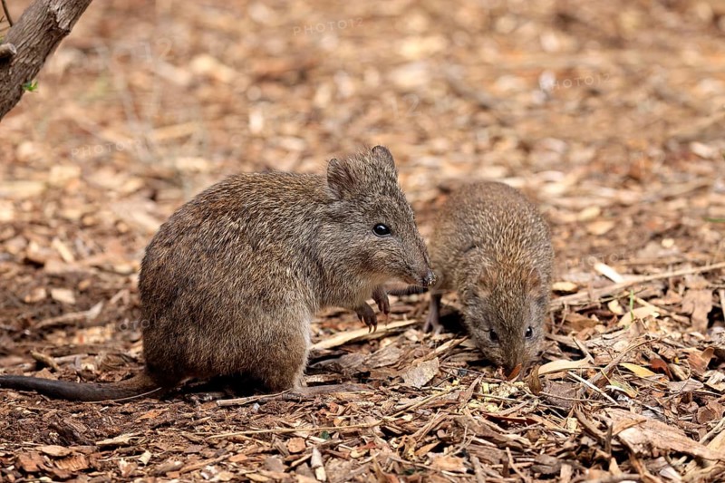 Rat kangaroo