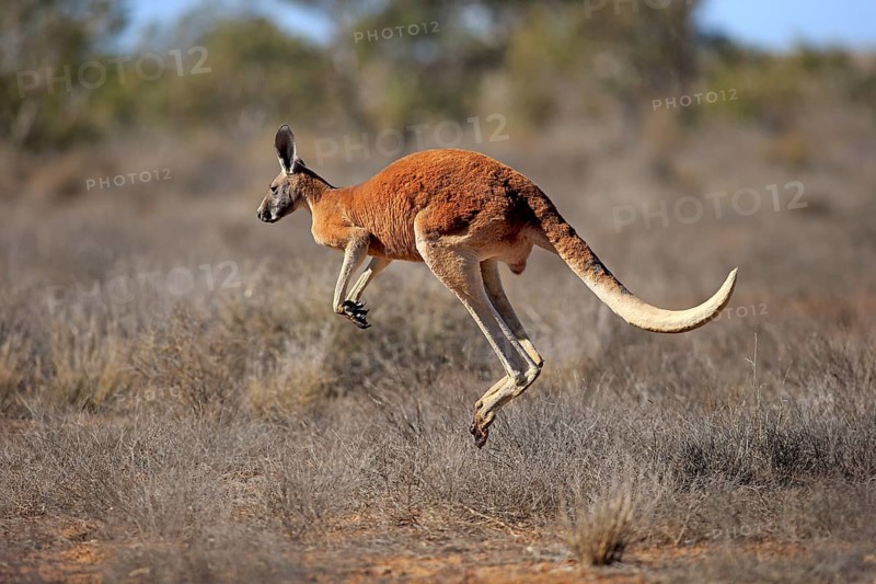 Red kangaroo
