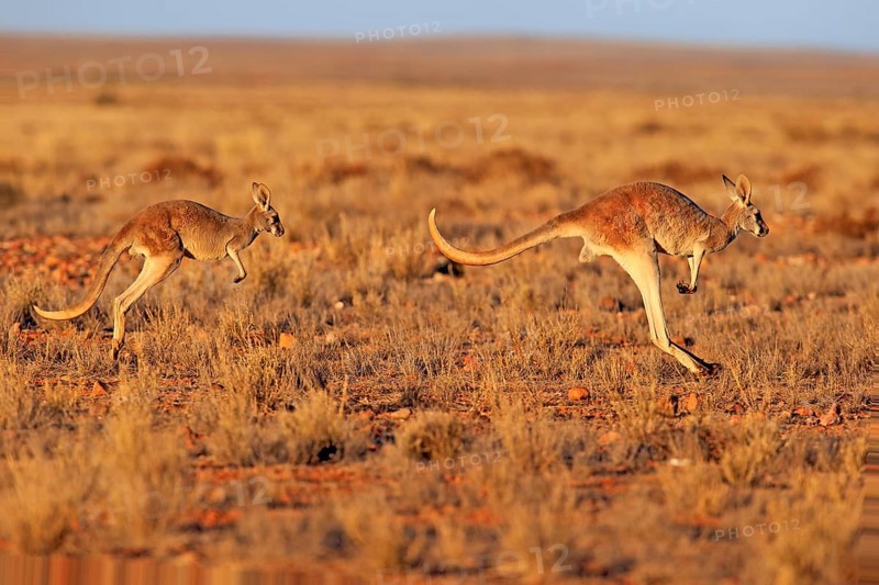 Red kangaroo