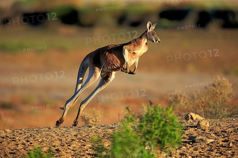 Red kangaroo