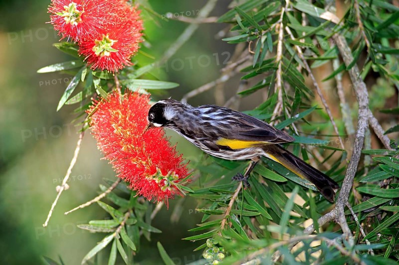 New holland honeyeater
