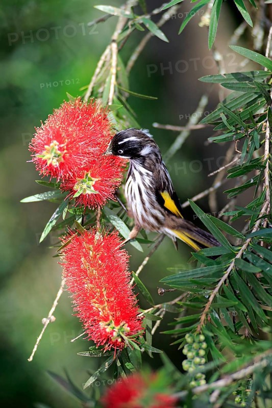 New holland honeyeater