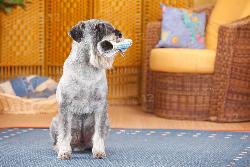 Medium Schnauzer