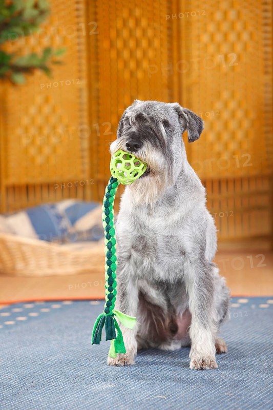Medium Schnauzer