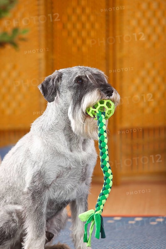 Medium Schnauzer