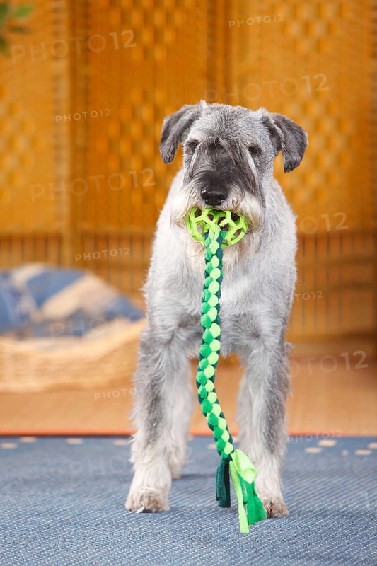 Medium Schnauzer