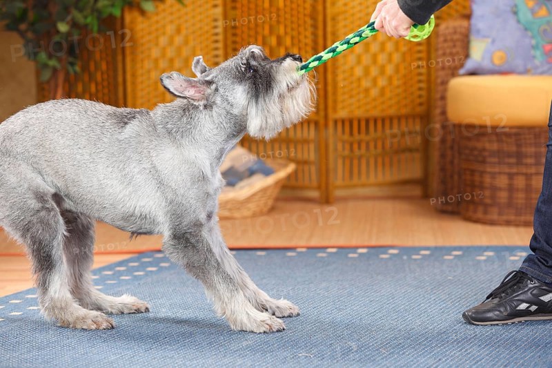 Medium Schnauzer
