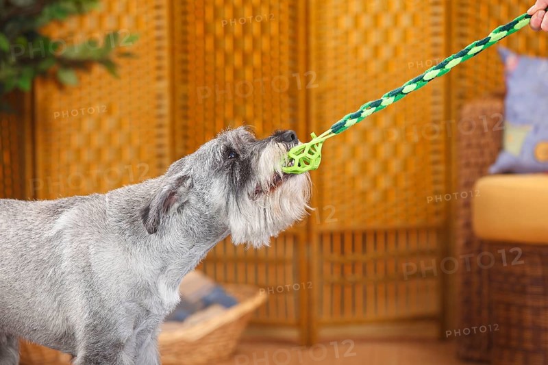 Medium Schnauzer