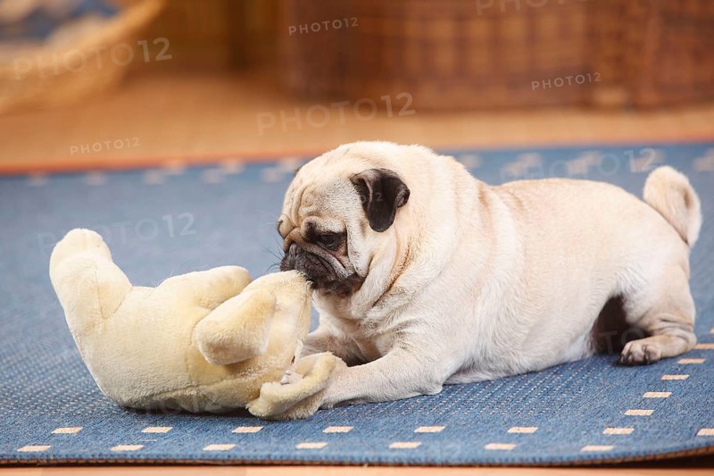 Pug