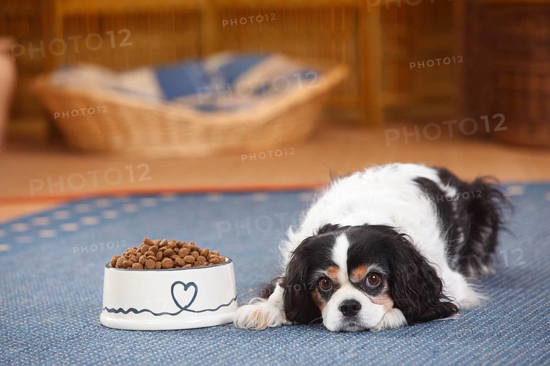 Cavalier King Charles Spaniel
