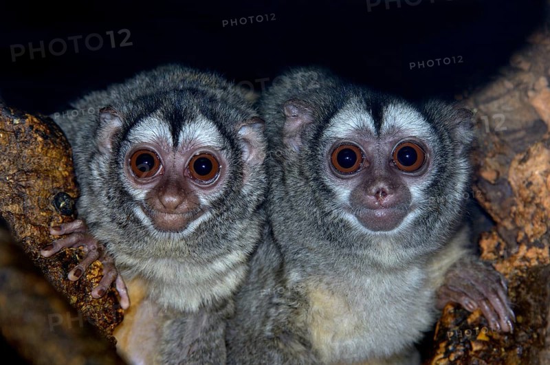 Eastern grey-throated night monkey
