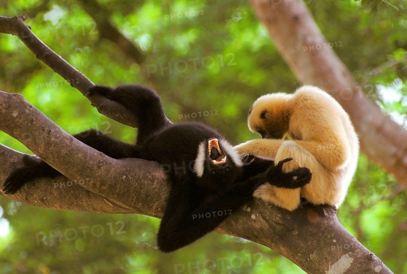 Northern northern white-cheeked gibbon